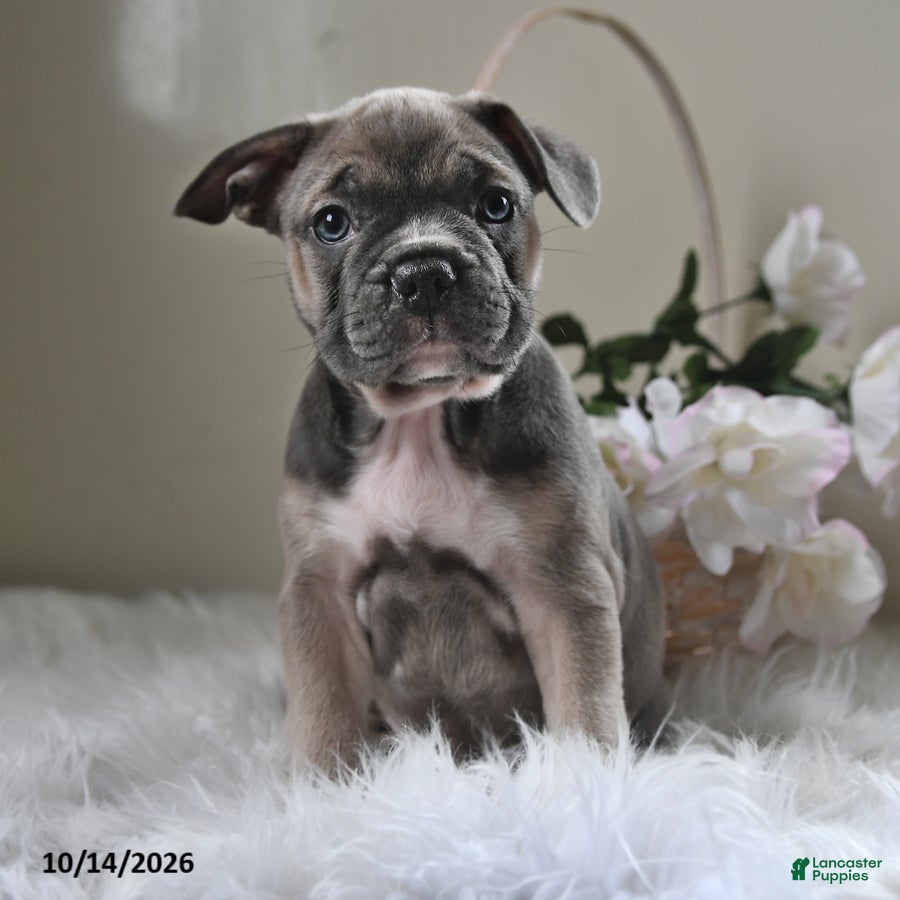 Frenchton dogs Bruno - Ad 2