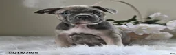Frenchton dogs for sale: Bruno - Ad 2