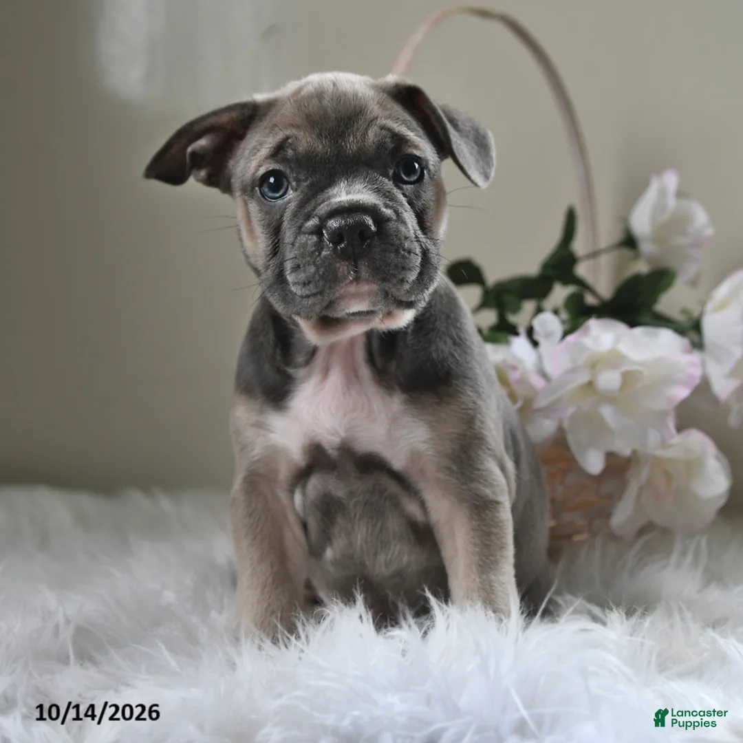 Frenchton dogs for sale: Bruno - Ad 2
