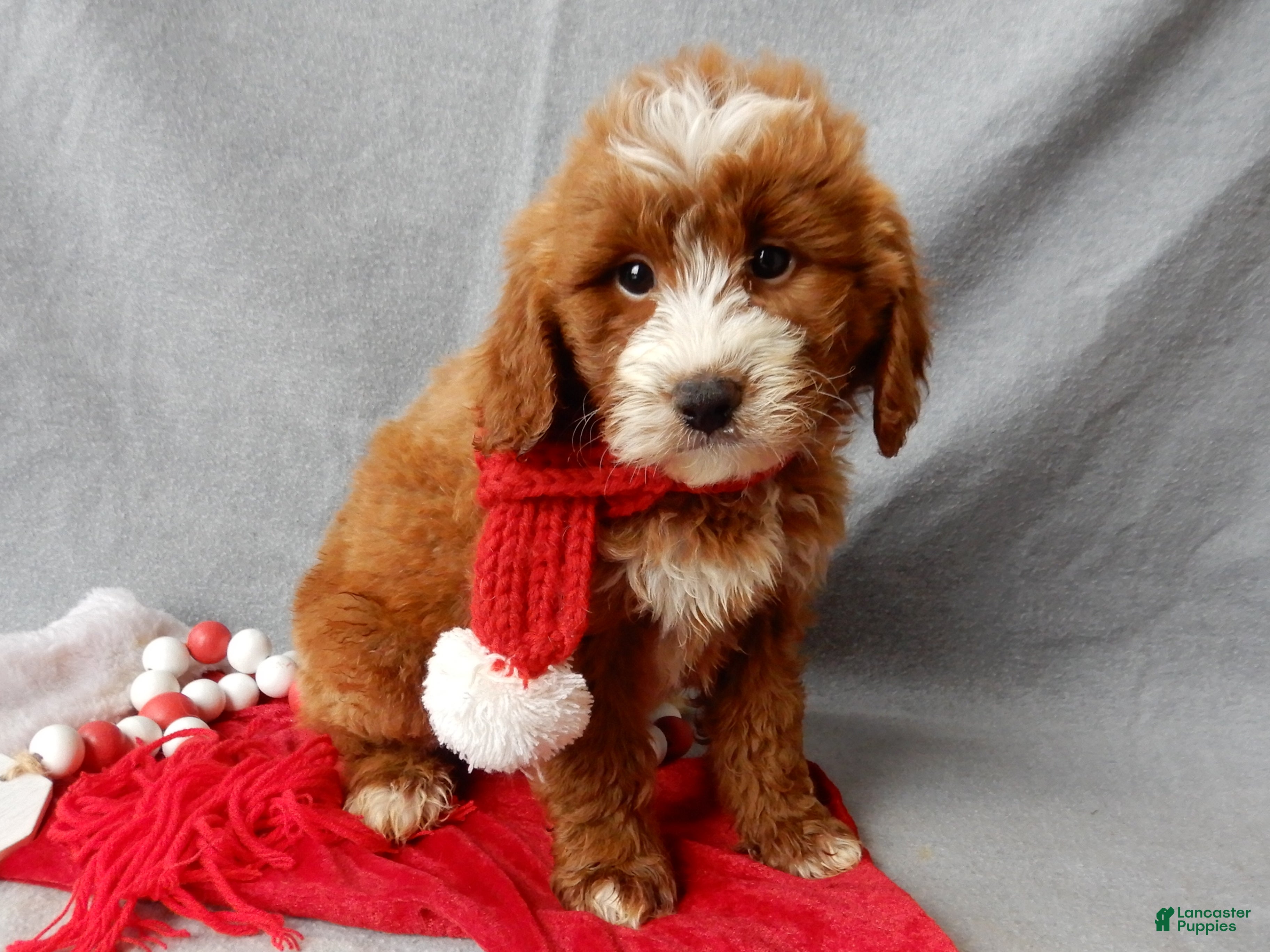 Mini Goldendoodle dogs Rusty - Ad 30