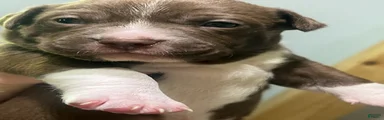 Boy 3