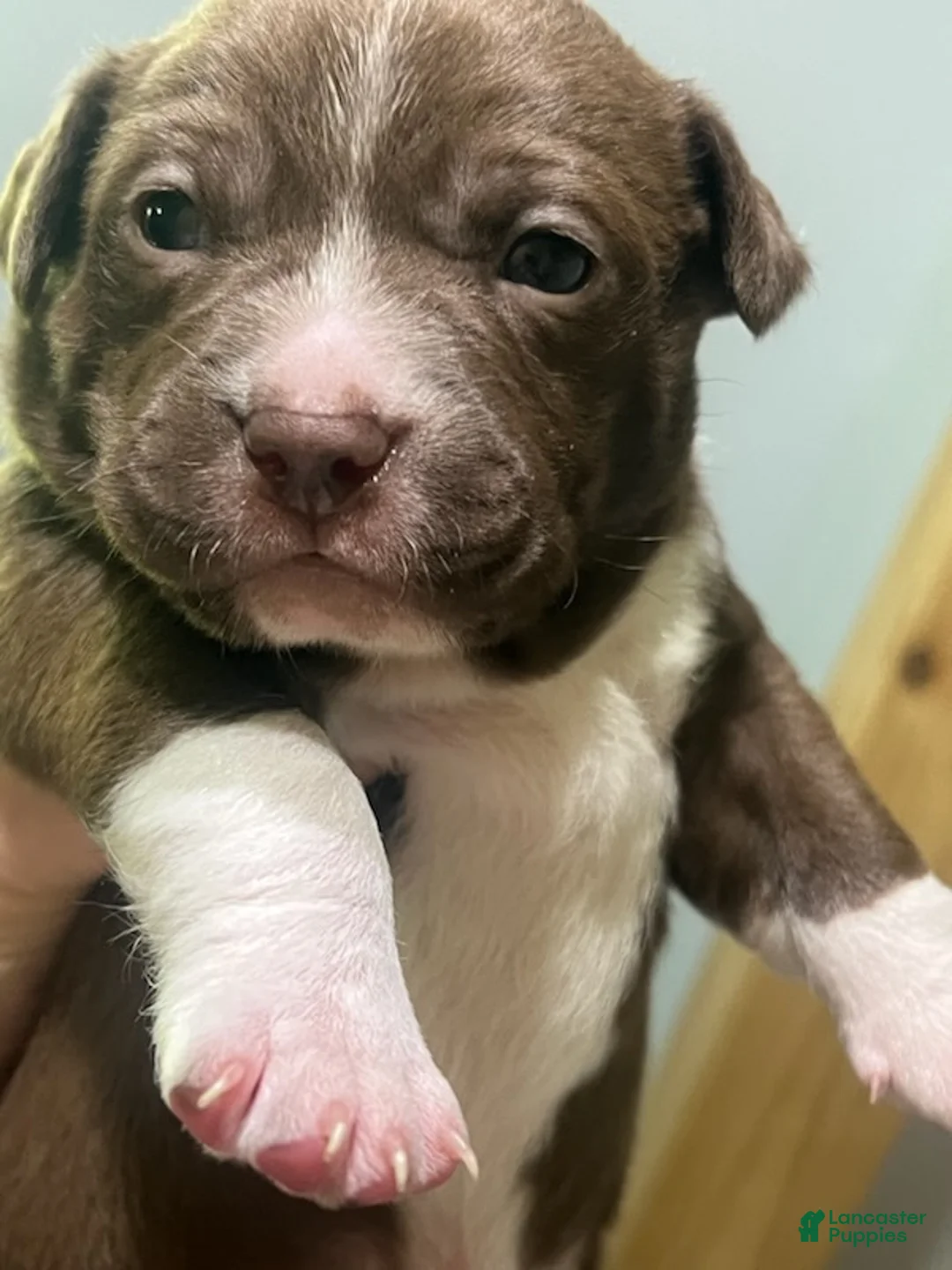 Mixed Breed dogs for sale: Boy 3 - Ad 1