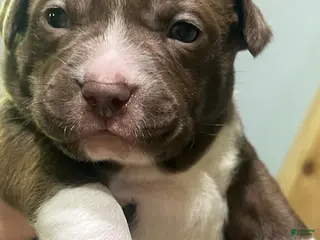 Mixed Breed dogs Boy 3 - Ad 10