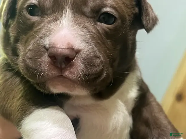 Mixed Breed dogs Boy 3 - Ad 32