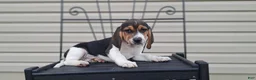Beagle dogs for sale: TOBY - Ad 5