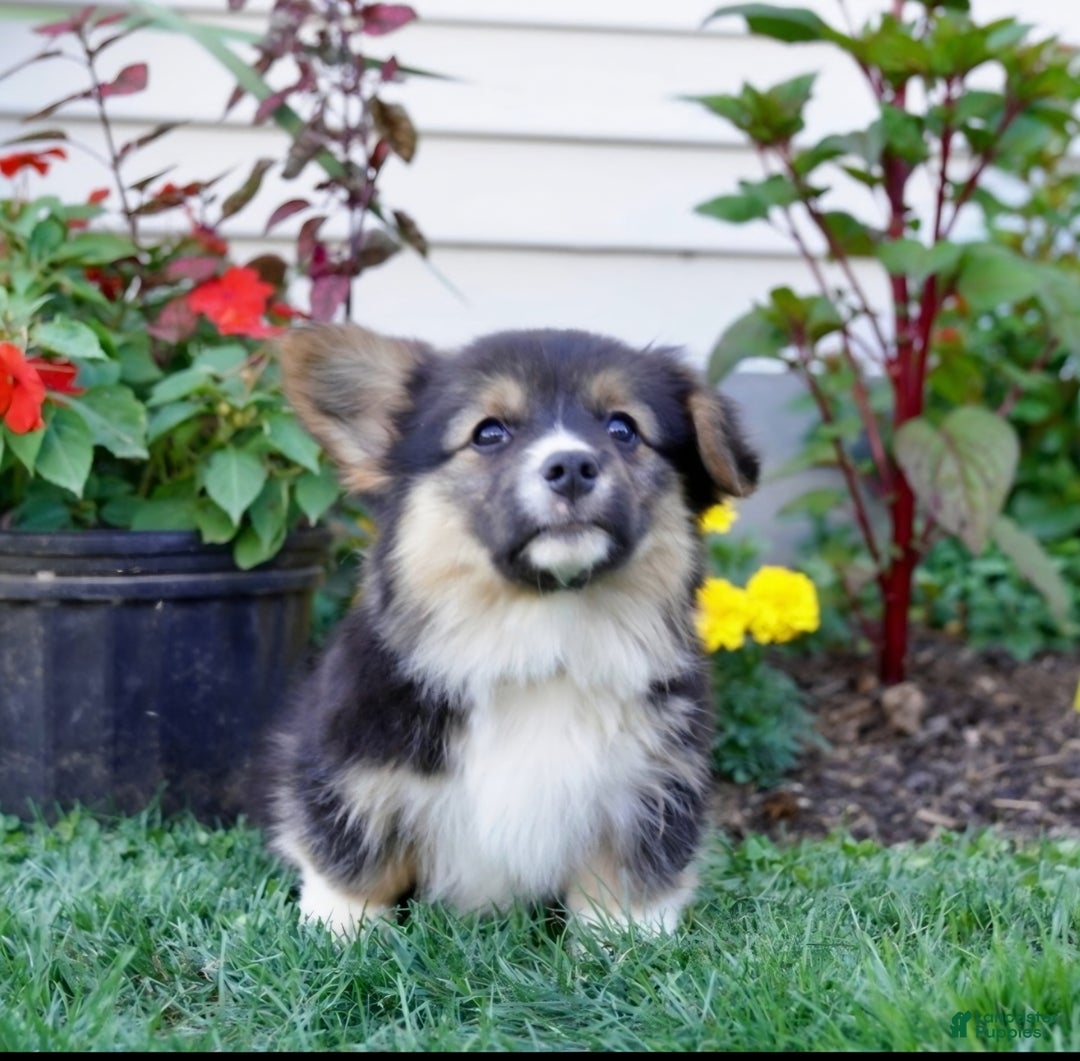 Welsh Corgi Pembroke dogs for sale: Randy 🌟 ADOPTION SPECIAL - Ad 4