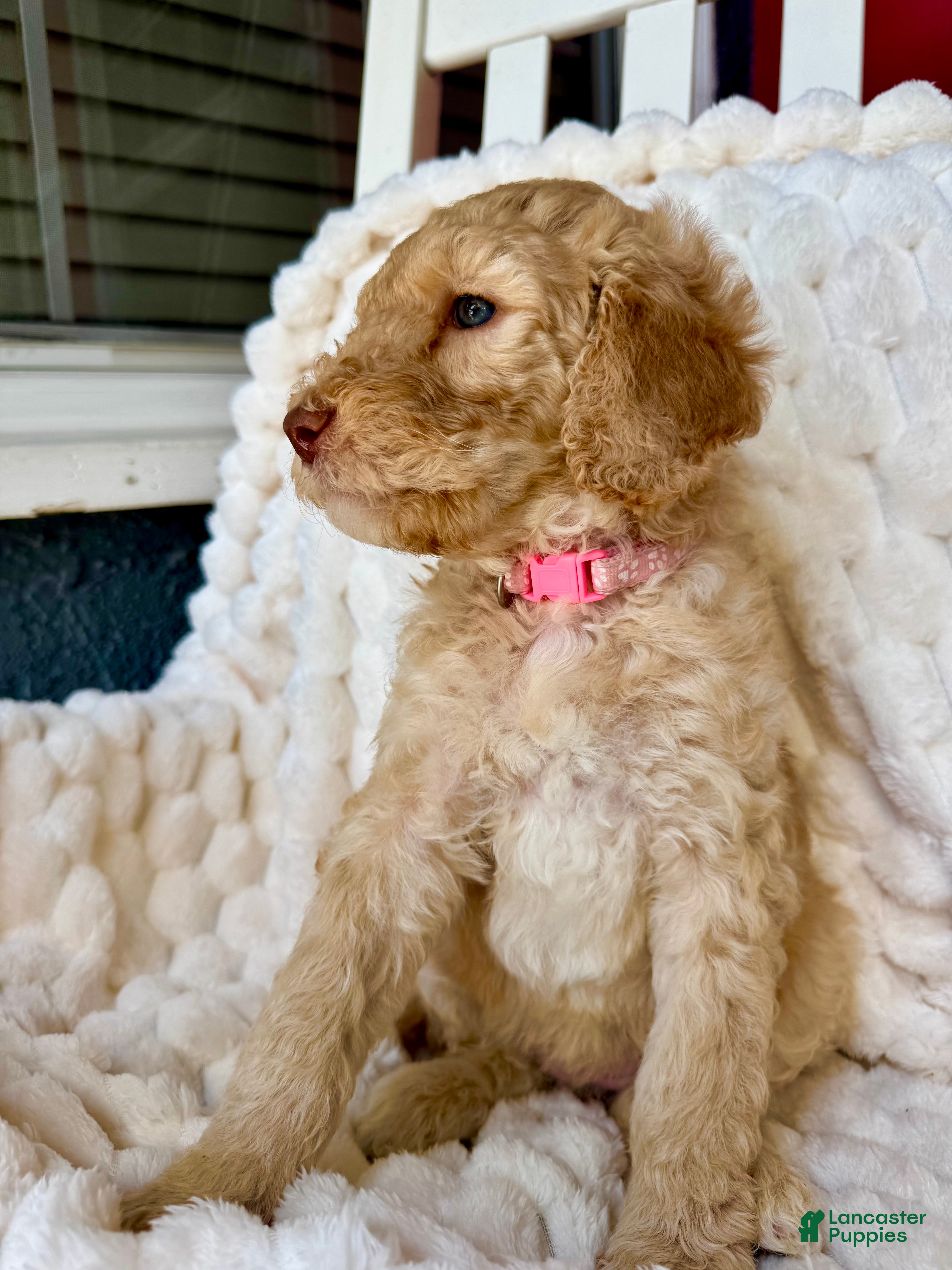 Standard Poodle dogs for sale: Standard Poodle Puppy 8 - Ad 1