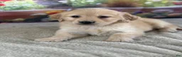 Golden Retriever dogs for sale:  Pepper - Ad 5