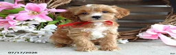 Cavapoo dogs for sale: Max - Ad 4