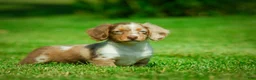Miniature Dachshund dogs for sale: Easton - Ad 1