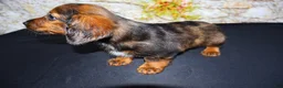 Miniature Dachshund dogs for sale: Butters - Ad 17