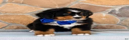 Bernese Mountain Dog dogs for sale: Ryder - Ad 3