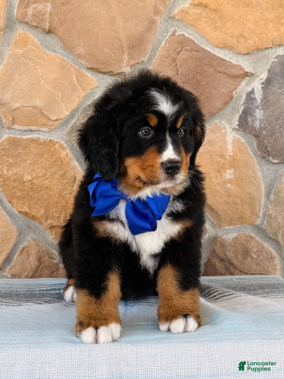 Bernese Mountain Dog dogs for sale: Ryder - Ad 3