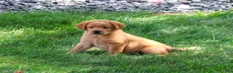 Labrador Retriever dogs for sale: Carter - Ad 4