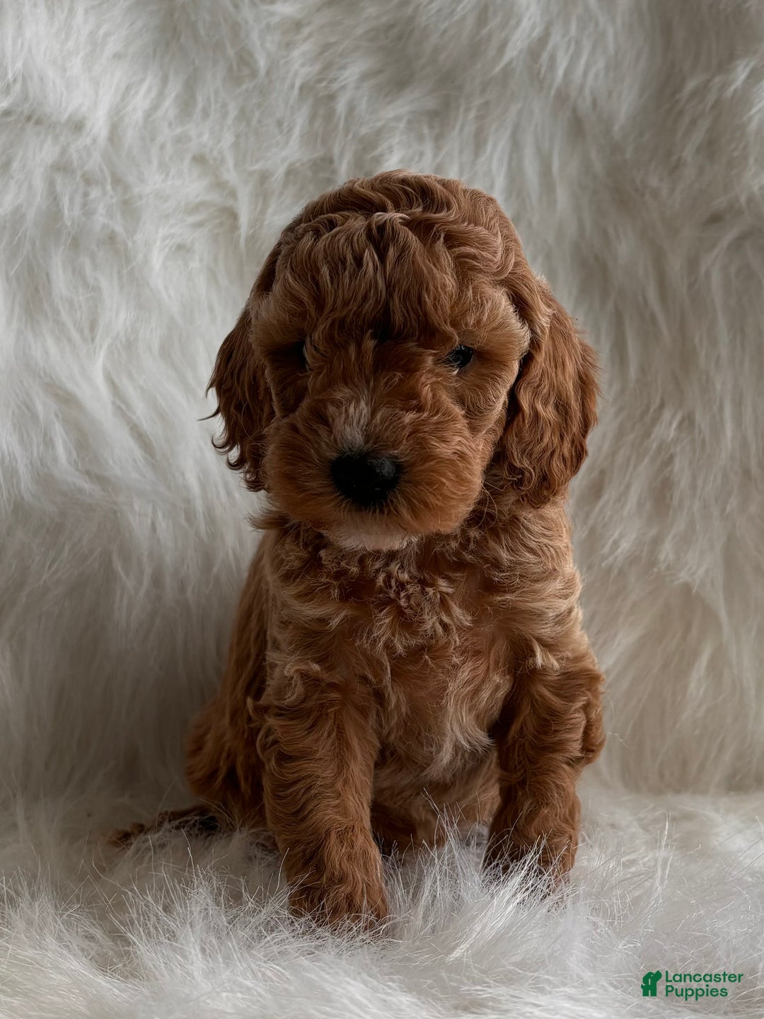 Mixed Breed dogs for sale: Mini Merry  - Ad 3