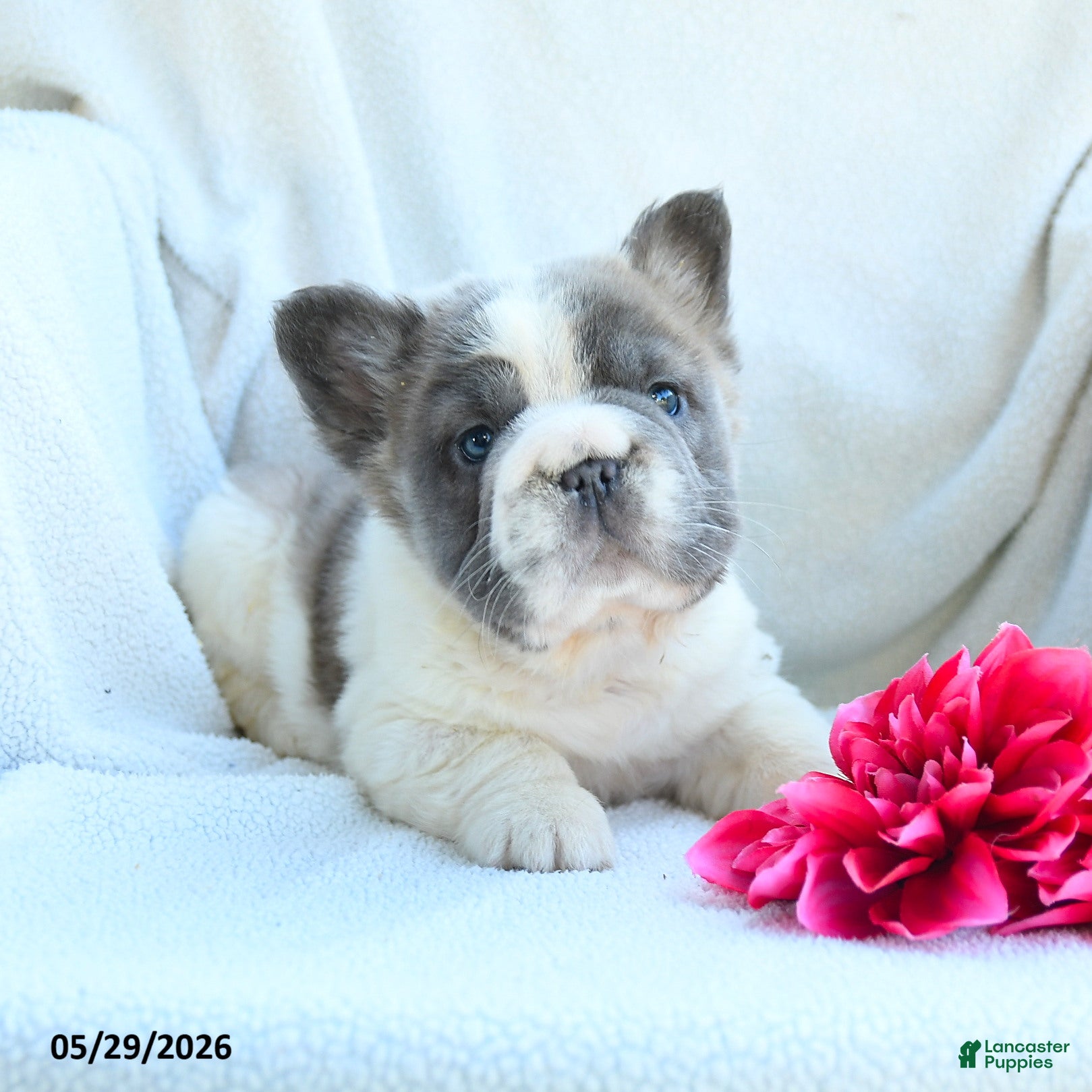 French Bulldog dogs Gregery - Ad 2