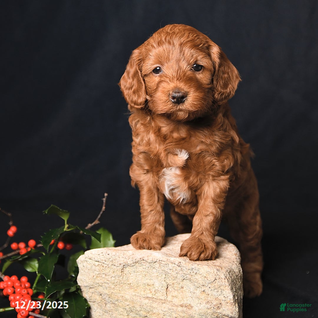 Cockapoo dogs for sale: Jewel - Ad 3
