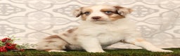 Miniature Australian Shepherd dogs for sale: Rainbow - Ad 8