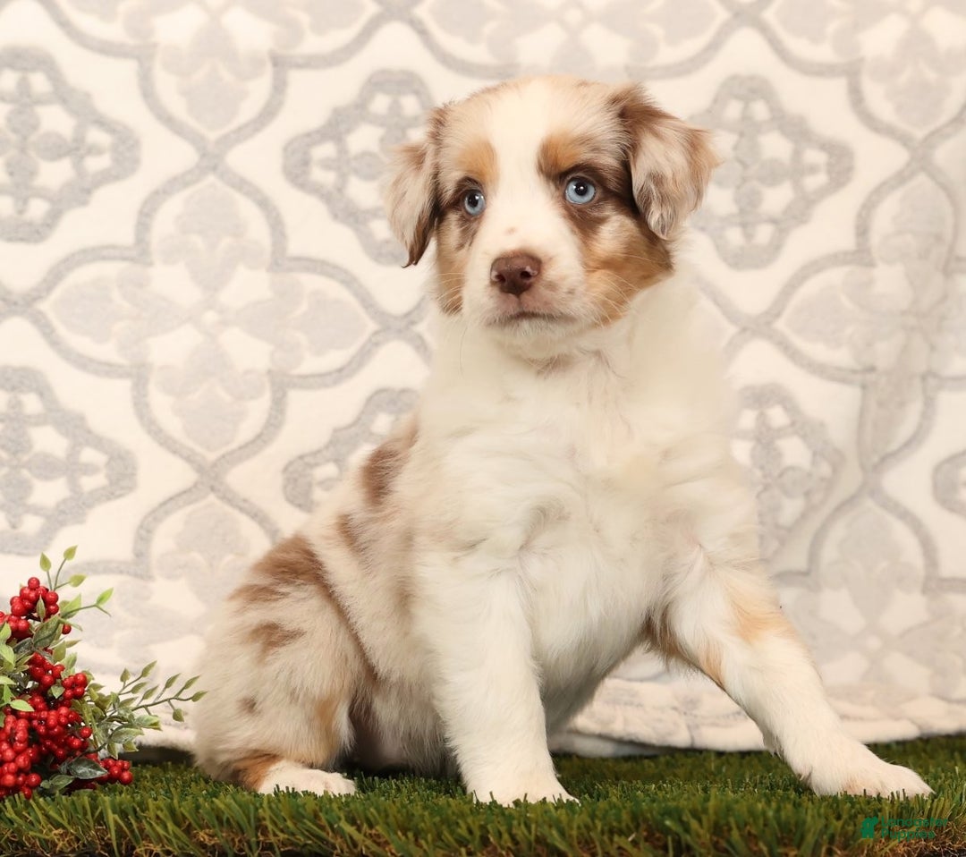 Miniature Australian Shepherd dogs for sale: Rainbow - Ad 8
