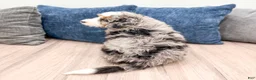 Mini Bernedoodle dogs for sale: Finley - Ad 5