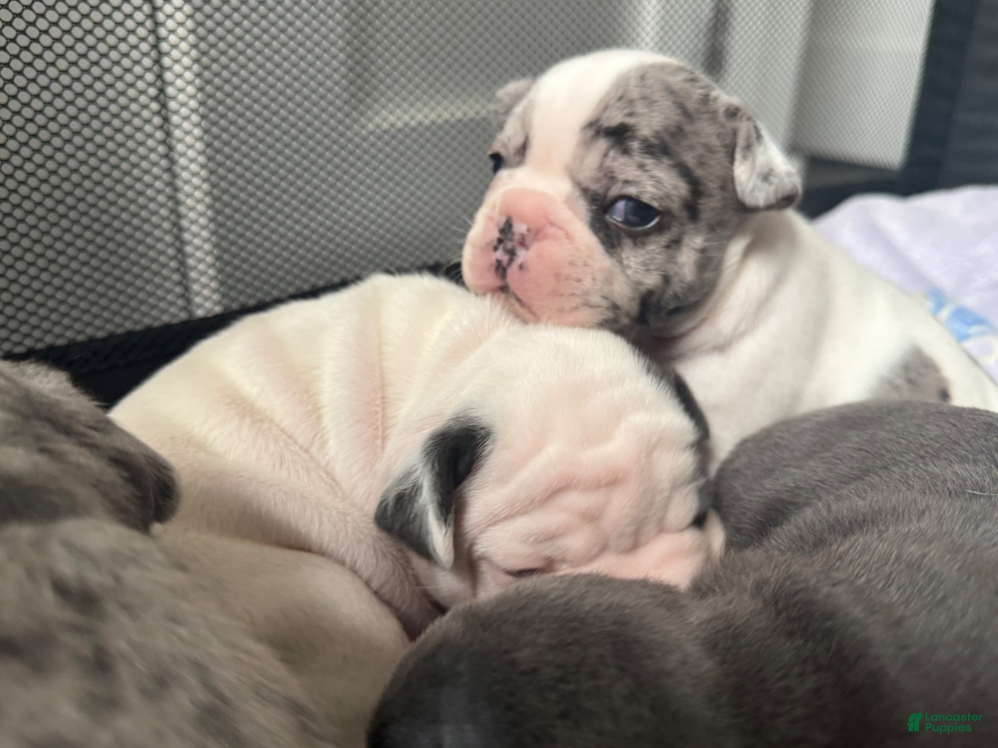 French Bulldog dogs Motlo - Ad 1