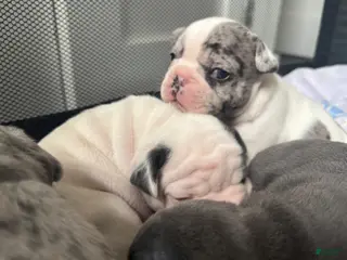 French Bulldog dogs for sale: Motlo - Ad 1