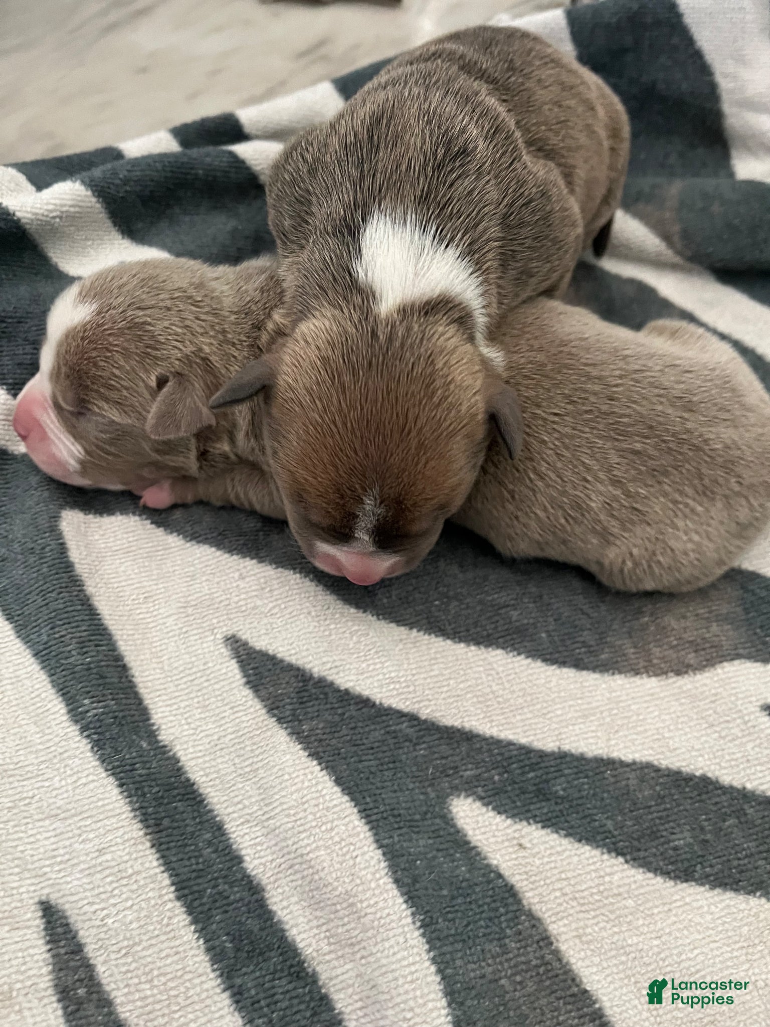 American Bully dogs American Bully Puppy 7 - Ad 27