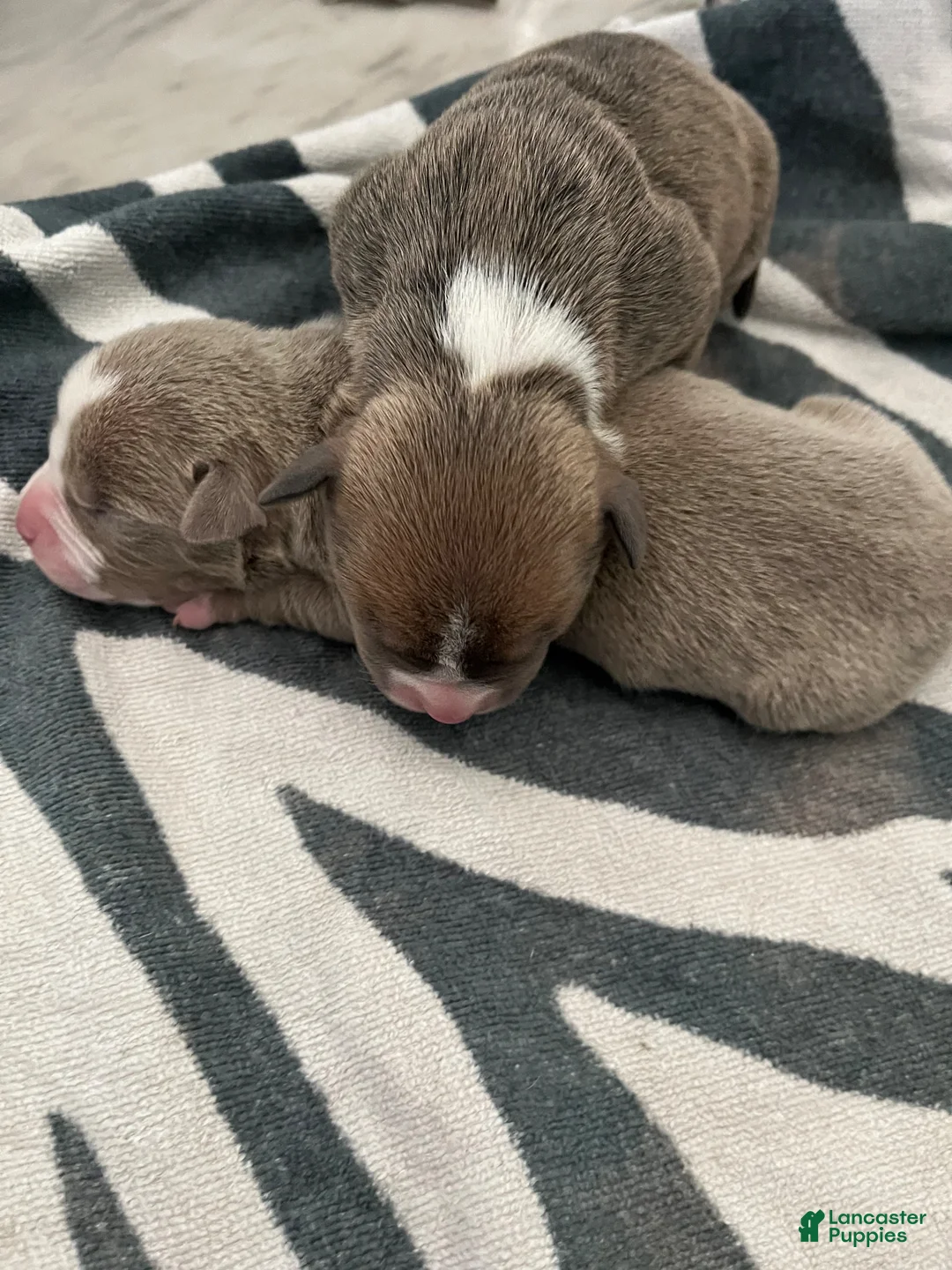 American Bully dogs for sale: American Bully Puppy 7 - Ad 1