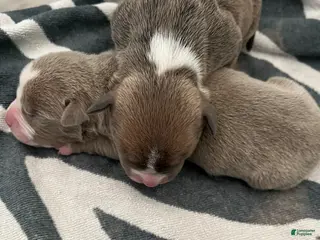 American Bully dogs American Bully Puppy 7 - Ad 27