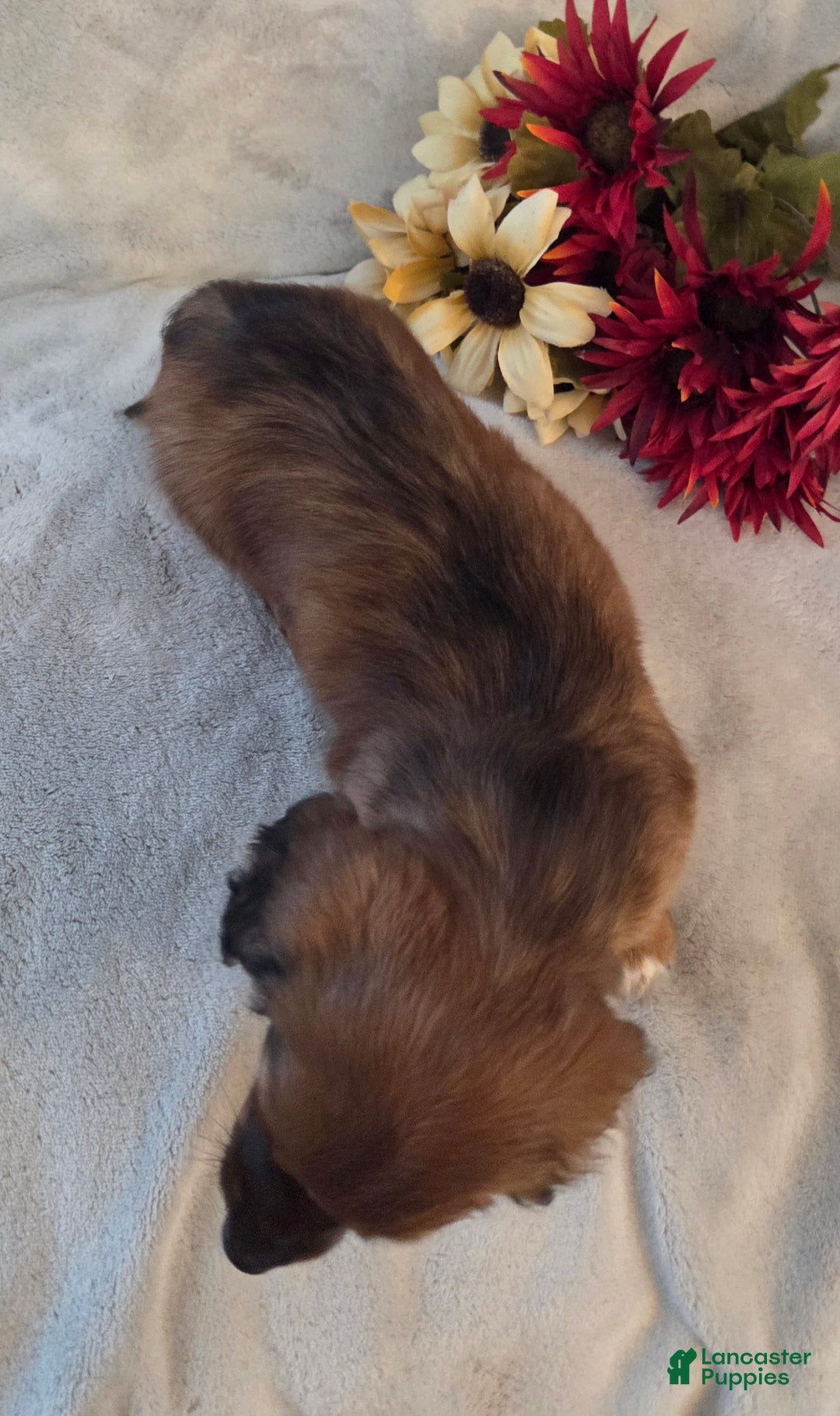 Miniature Dachshund dogs for sale: Mocha - Ad 7