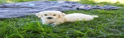 Golden Retriever dogs for sale: Oak - Ad 4