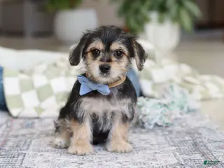 Morkie dogs Kai - Ad 37