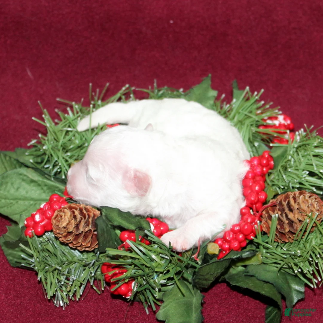 Bichon Frise dogs for sale: Vincent - Ad 5