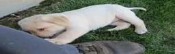 Labrador Retriever dogs for sale: Labrador Retriever Puppy 5 - Ad 3