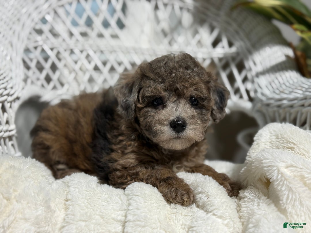 Bichpoo dogs for sale: Fern - Ad 4
