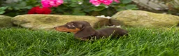Miniature Dachshund dogs for sale: Ivan  - Ad 8