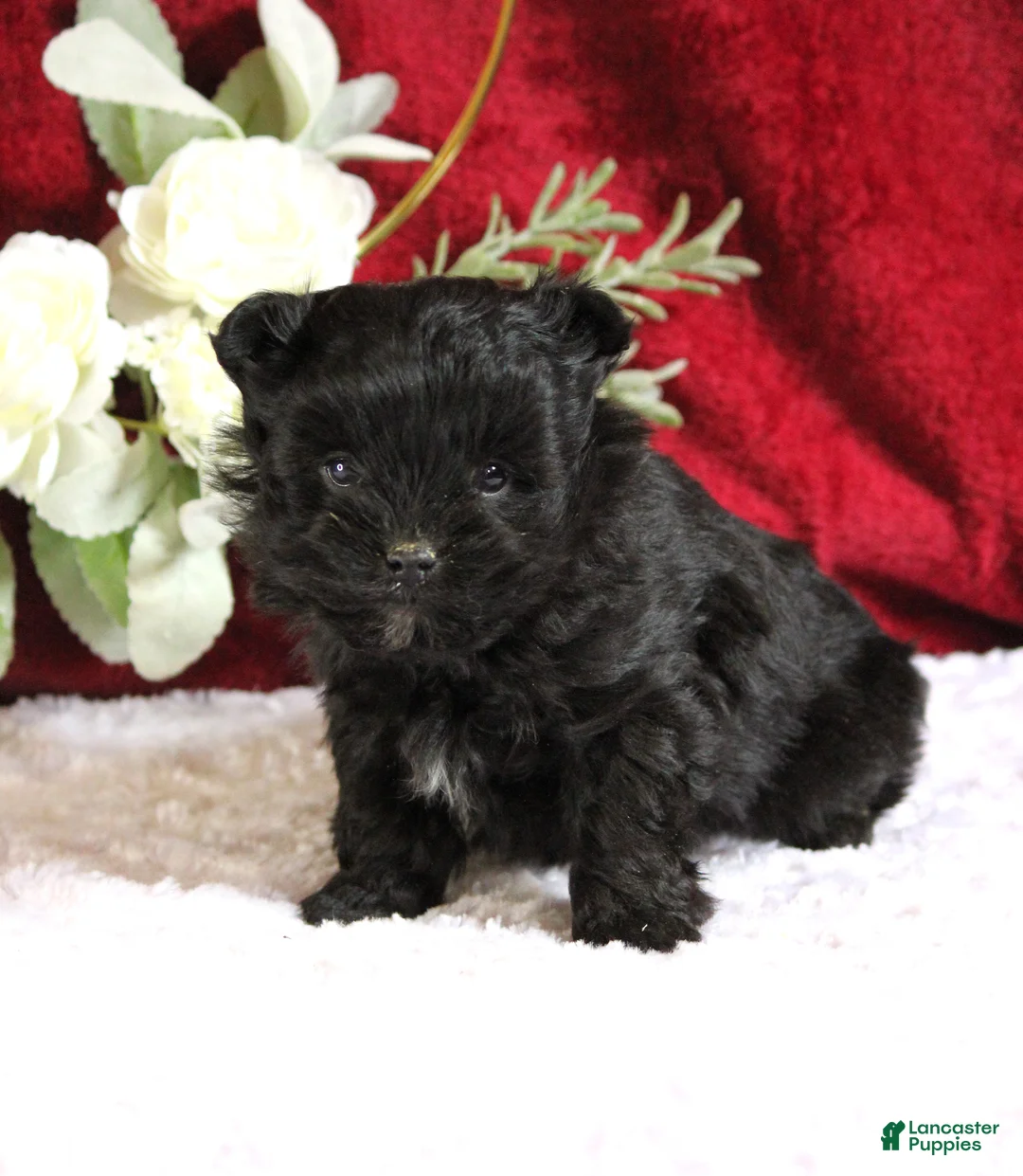 Yorkiepoo dogs for sale: Baxtor - Ad 3