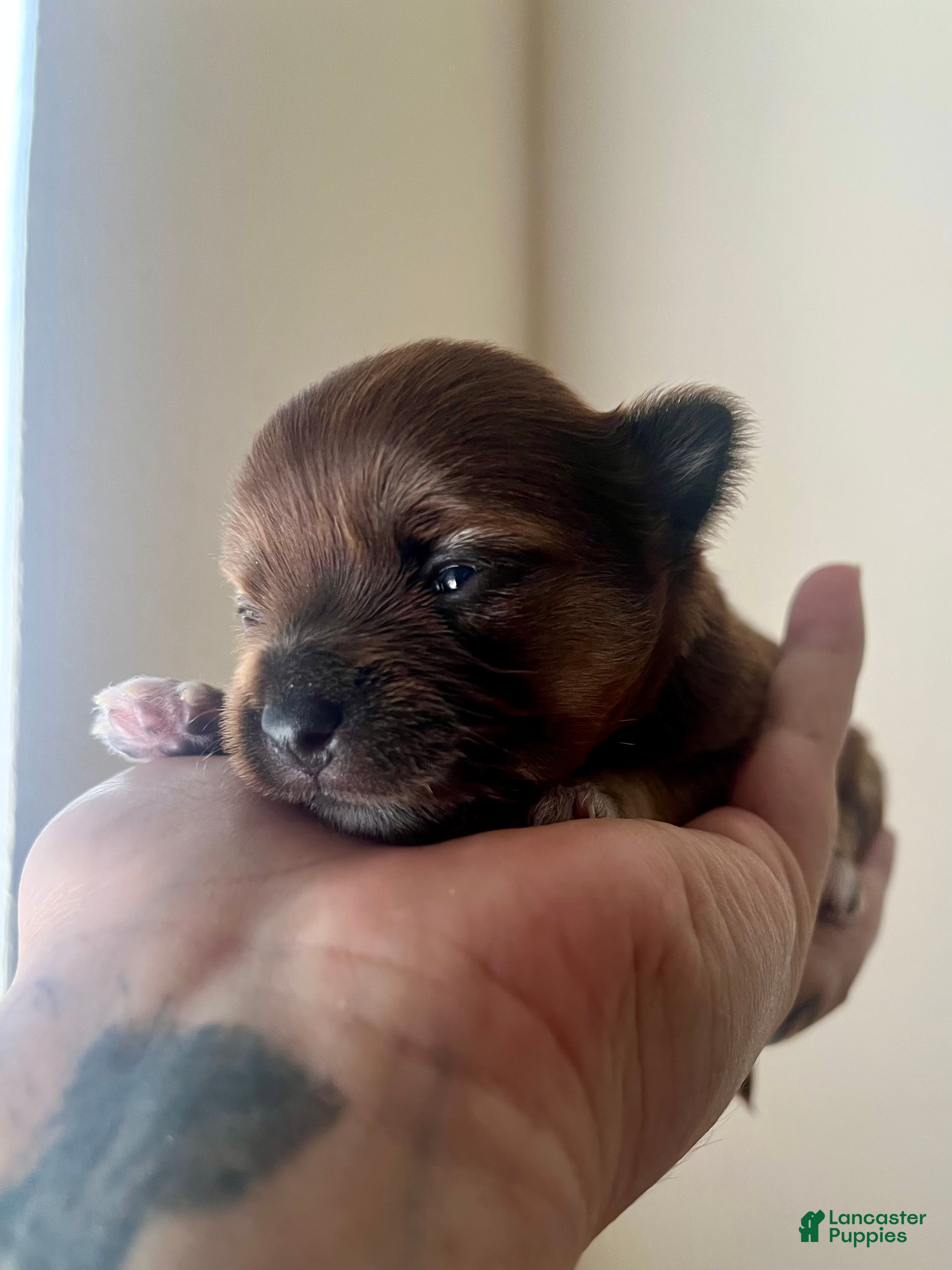 Chihuahua dogs Deb - Ad 1
