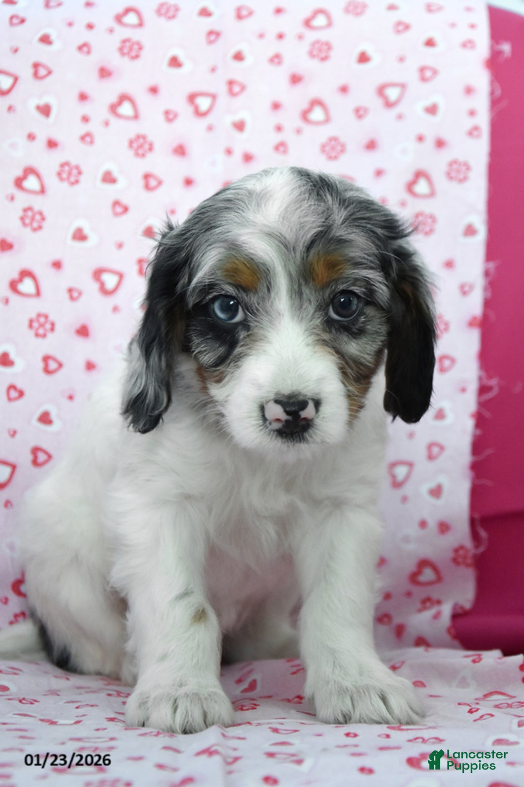 Cavapoo dogs for sale: Reba - Ad 2