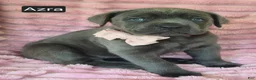 Cane Corso dogs for sale: Azra - Ad 4