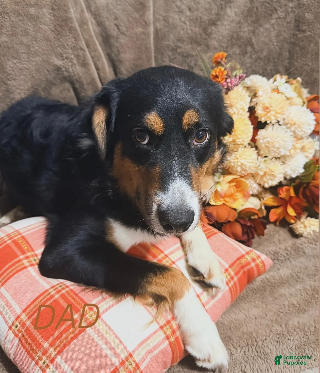 Australian Shepherd dogs for sale: Bella - Ad 5