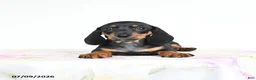 Miniature Dachshund dogs for sale: Reggie - Ad 4