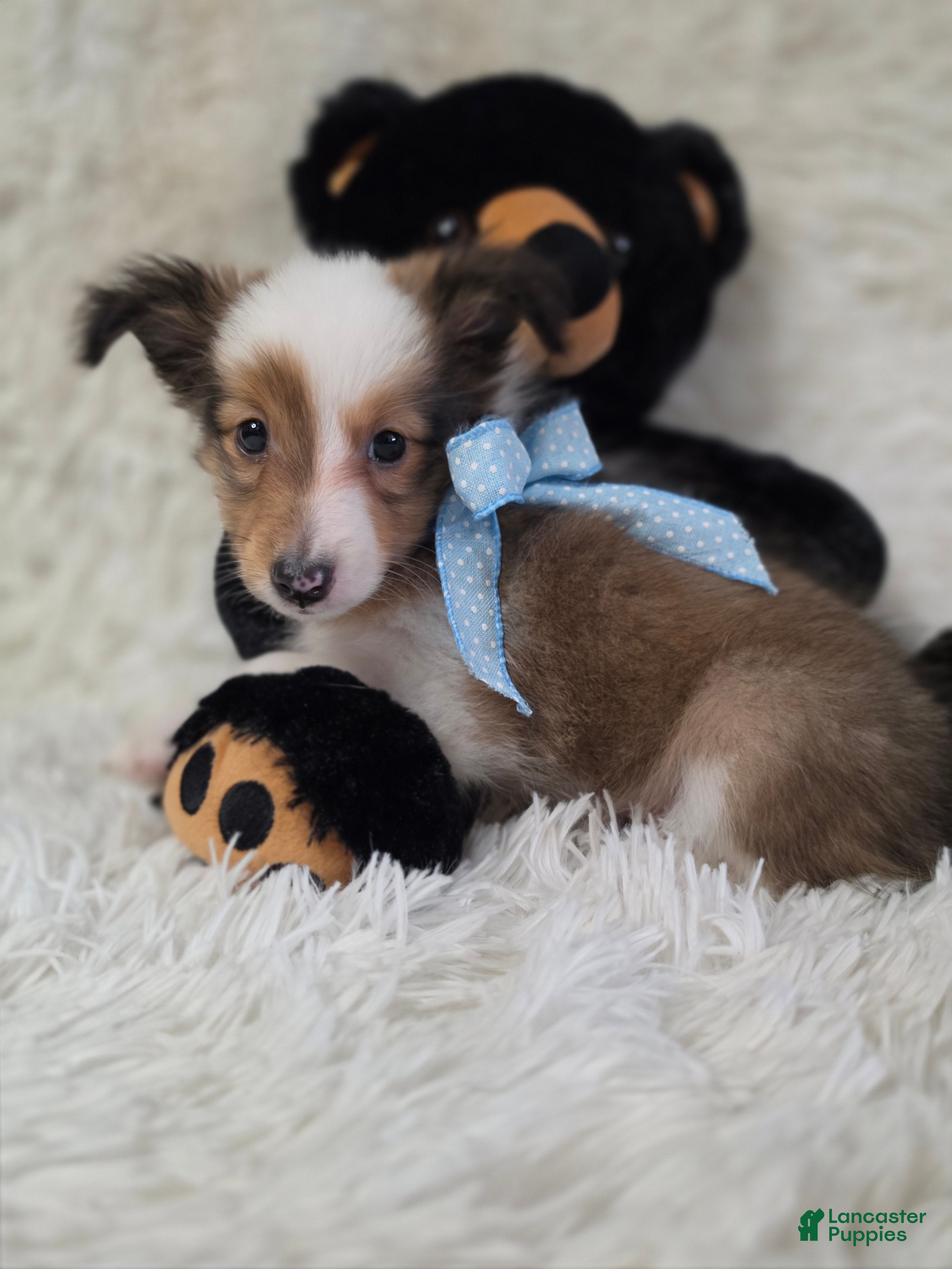 Shetland Sheepdog dogs Magnus - Ad 1