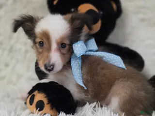 Shetland Sheepdog dogs for sale: Magnus - Ad 1