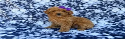 Cavapoo dogs for sale: Ariel - Ad 4