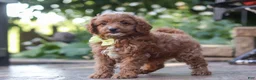 Cavapoo dogs for sale: Justin - Ad 5