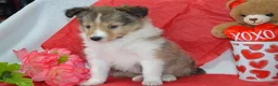 Shetland Sheepdog dogs for sale: Cherie - Ad 4