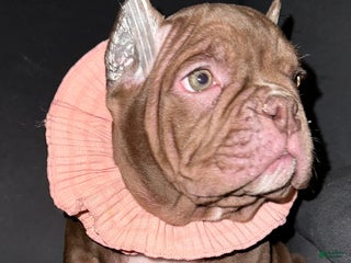 American Bully dogs Reese - Ad 6