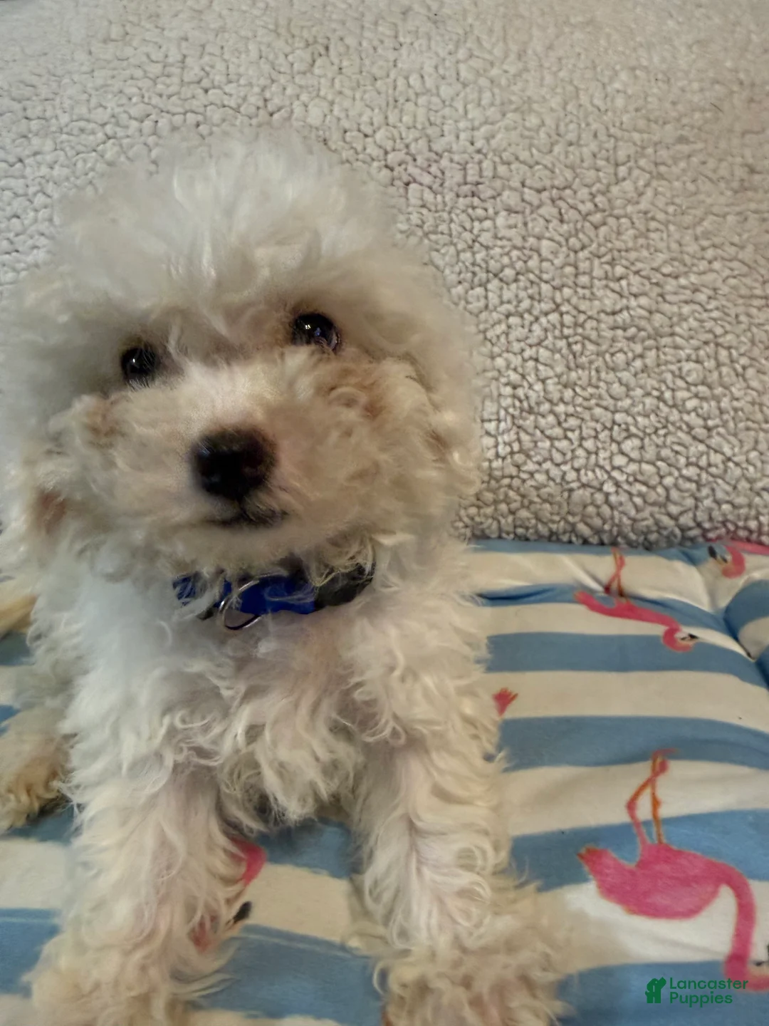 Bichon Frise dogs for sale: Bichon Frise blue - Ad 2