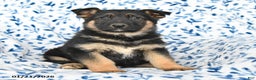 German Shepherd dogs for sale: Leo - Ad 4